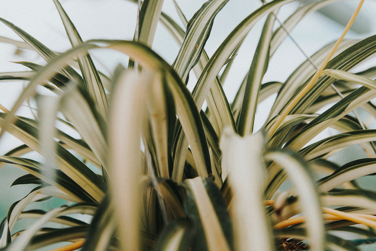 Bonnie Curly Spider Plant - Variegated Chlorophytum comosum 'Bonnie' • 2 Unrooted Cuttings
