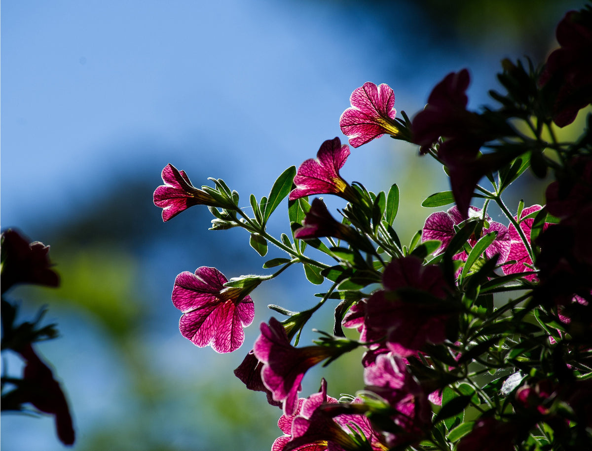 Calibrachoa Colibri Cherry Lace Million Bells - 1 Live Plant in 4-Inch Pot
