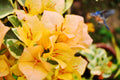 Yellow Bougainvillea Live Vine in 6-Inch Pot with Trellis