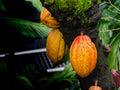 Live Cacao Tree Plant (Theobroma cacao) – 1 Starter Plant