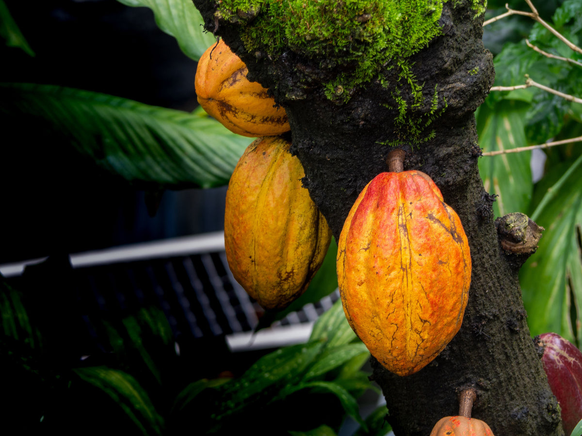 Live Cacao Tree Plant (Theobroma cacao) – 1 Starter Plant