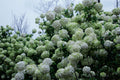 Chinese Snowball Viburnum Live Plant - Sterile Viburnum macrocephalum 'Sterile' 3.5 Inch Pot