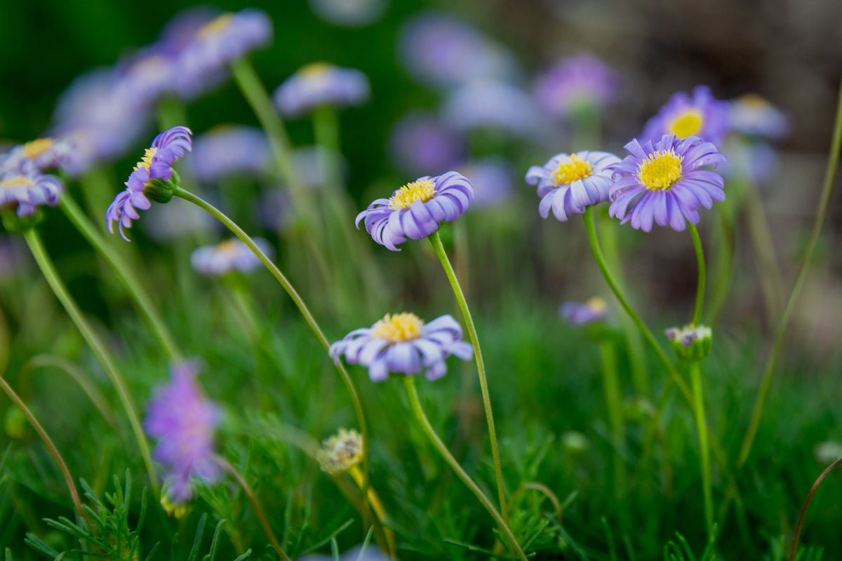 Swan River Daisy Fresco Candy - 1 Live Plant in 4-Inch Pot | Brachyscome angustifolia 'Candy'