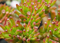 Crassula pubescens Jersey Pigmyweed Live Succulent – 2-Inch Pot