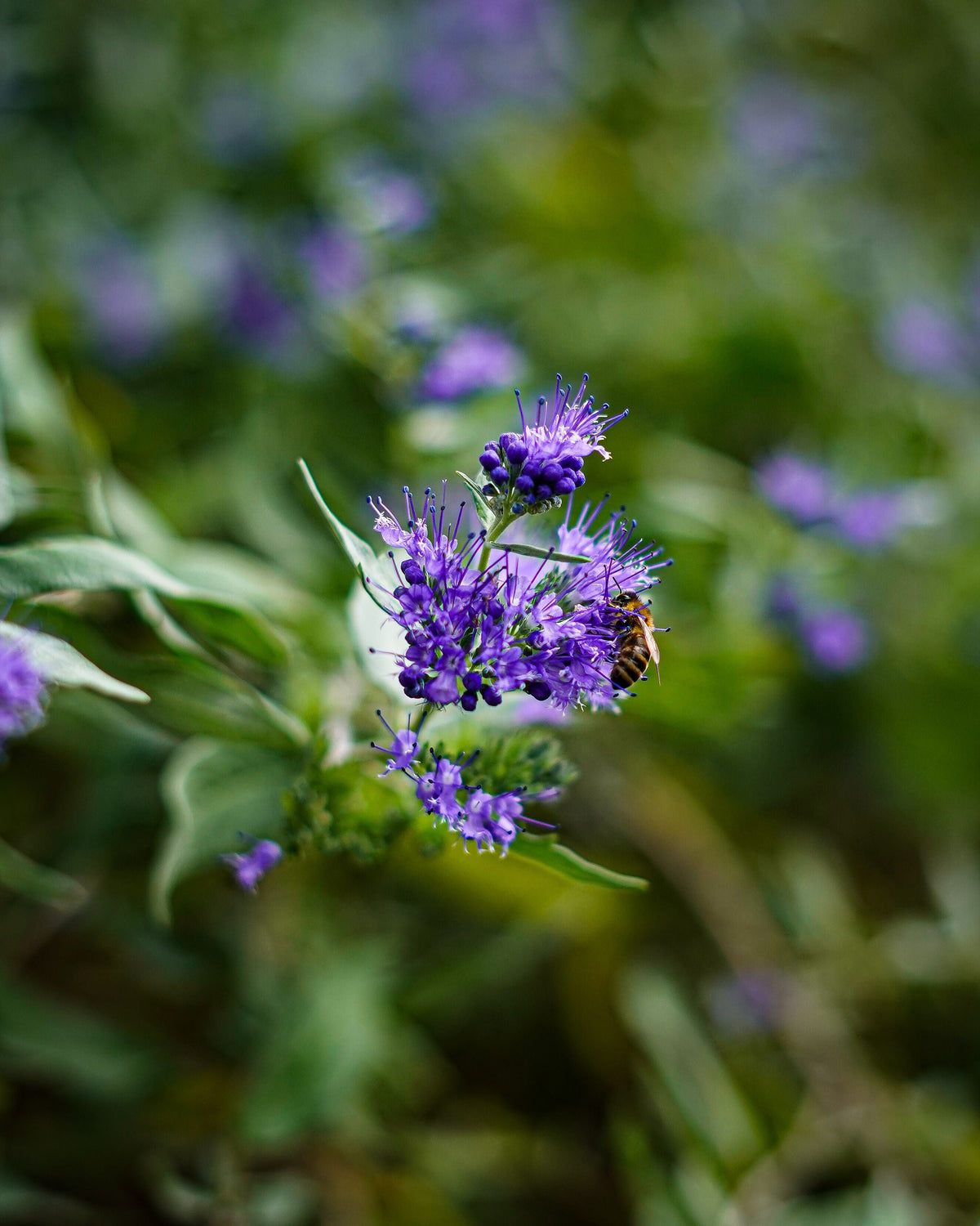 Blue Empire Caryopteris (Blue Mist Shrub) - 3 Rooted Starters in 1 Qt Pots