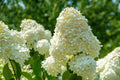 PeeGee Hydrangea (Hydrangea paniculata 'Grandiflora') - 2 Rooted Starter Plants in 1 Qt Pots