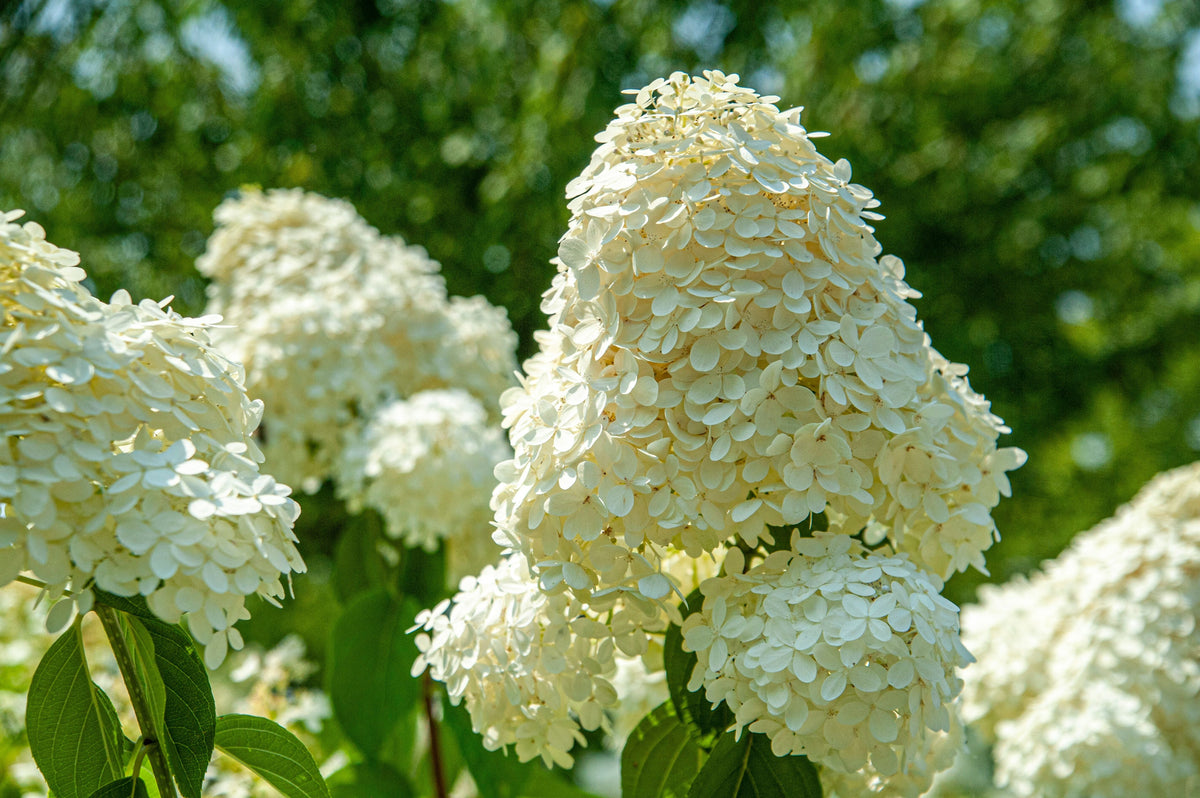 PeeGee Hydrangea (Hydrangea paniculata 'Grandiflora') - 2 Rooted Starter Plants in 1 Qt Pots