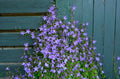 Blue Waterfall Serbian Bellflower (Campanula poscharskyana) - 4-Inch Pot, Live Plant
