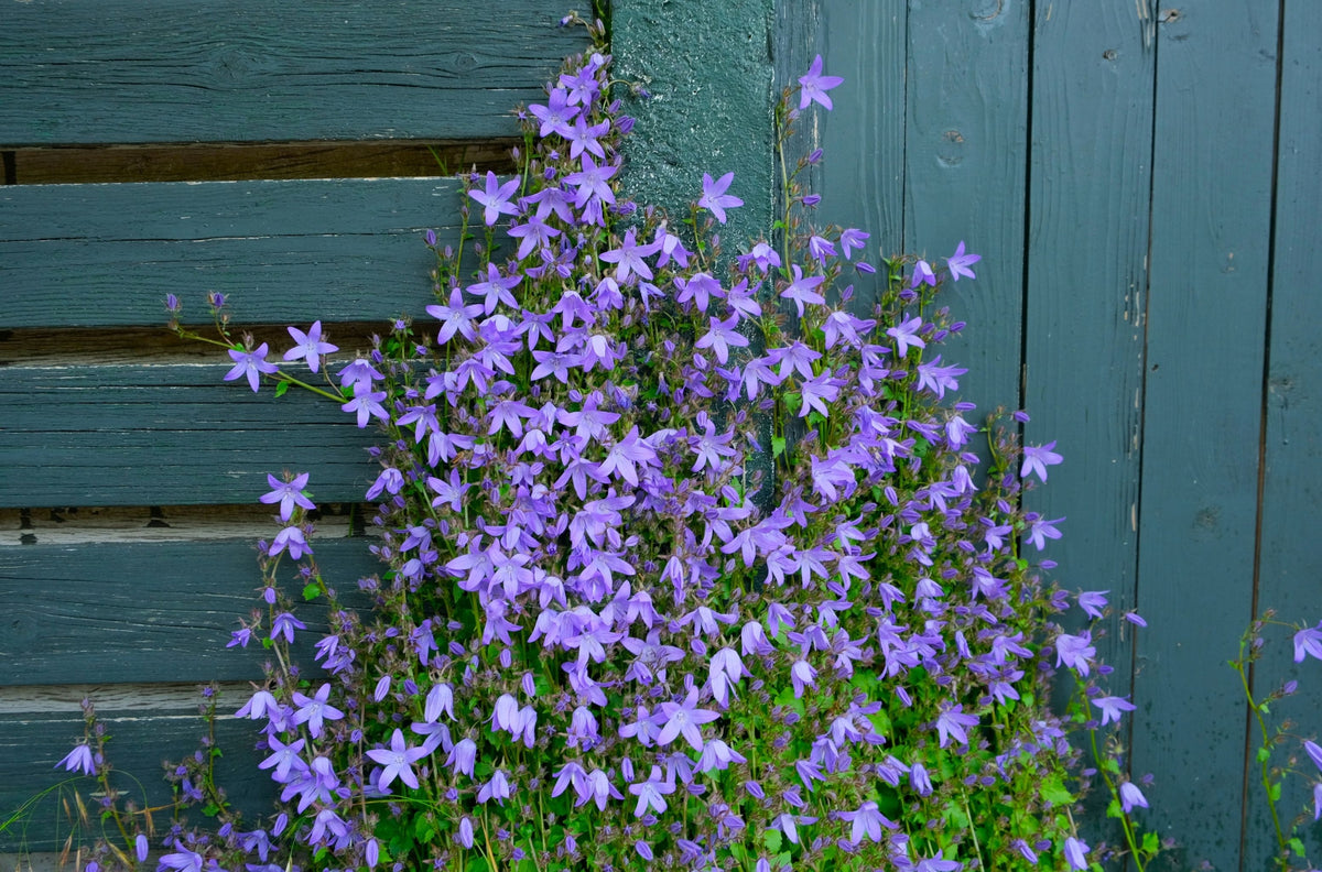 Blue Waterfall Serbian Bellflower (Campanula poscharskyana) - 4-Inch Pot, Live Plant
