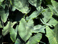 Illustris Colocasia Live Plant - Bare Root in 3" Pot - Colocasia esculenta 'Illustris'