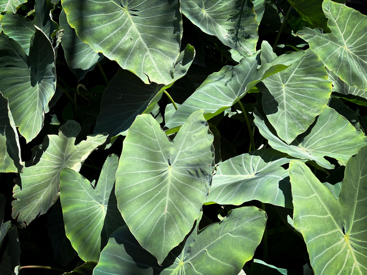 Illustris Colocasia Live Plant - Bare Root in 3" Pot - Colocasia esculenta 'Illustris'