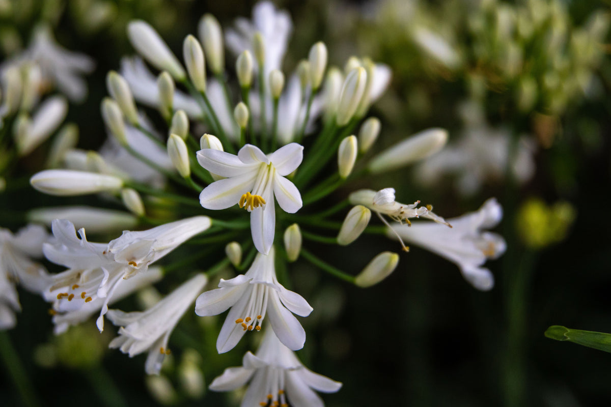 Agapanthus Getty White (White Lily of the Nile) - 3 Live Plants in 2" Pots