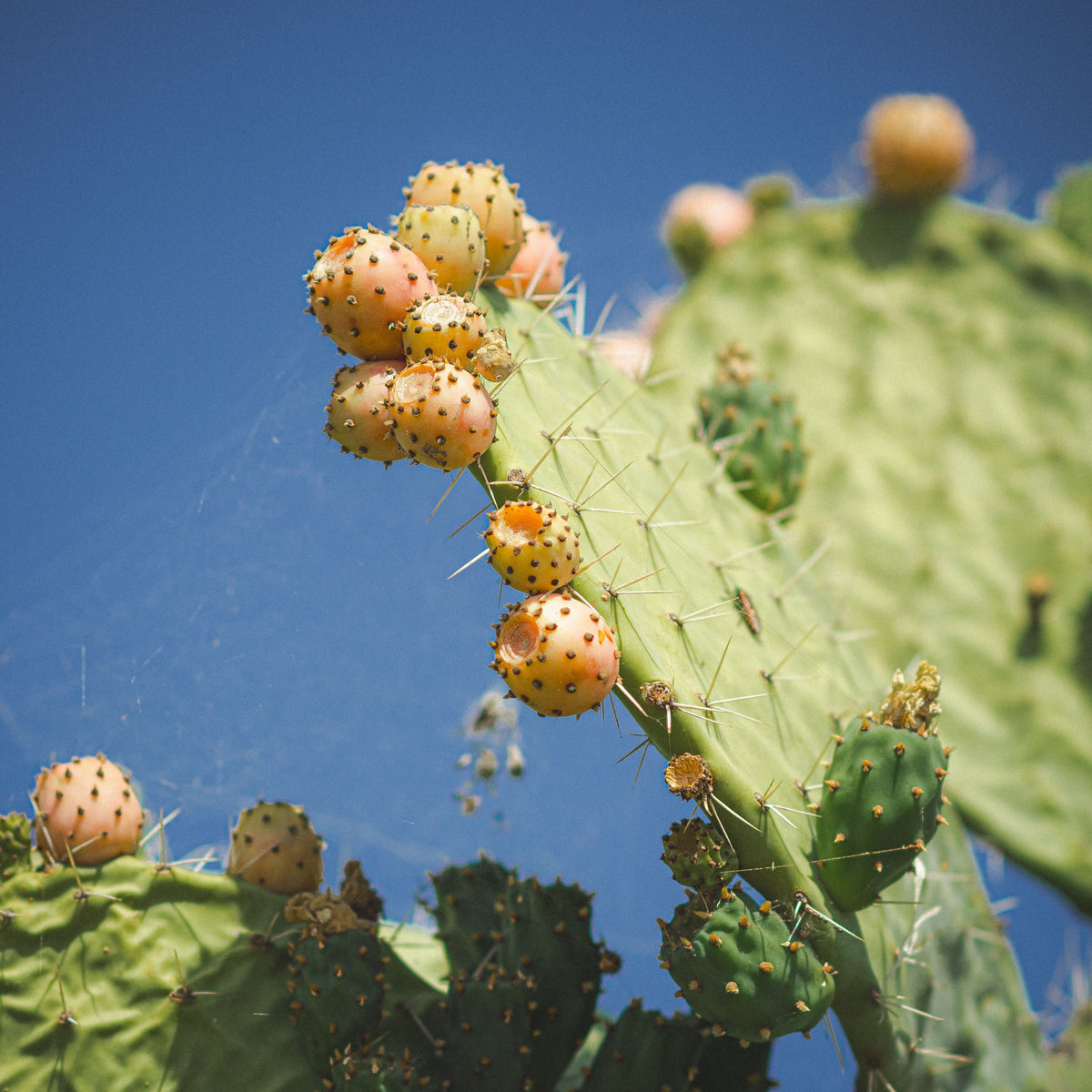 Spineless Opuntia Cactus Cutting – Live 5 x 7 in, Drought-Tolerant Succulent