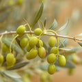 Organic Arbequina Olive Tree Live Starter Plant – Olea europaea (6–10 in) in 2.5 x 3.5 in Pot