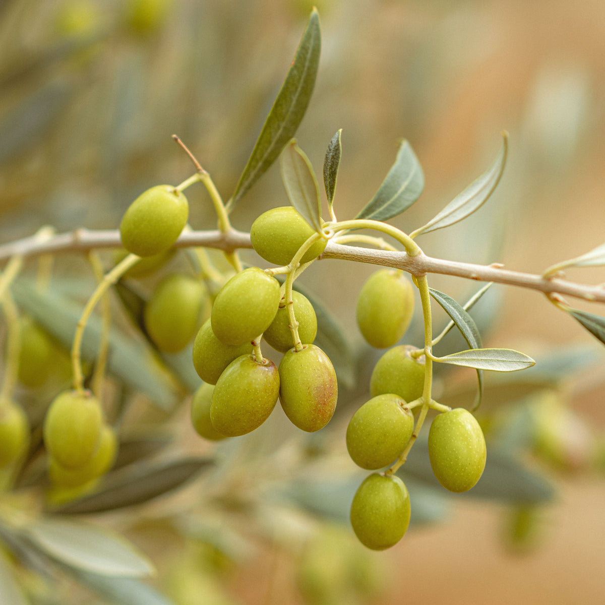 Organic Arbequina Olive Tree Live Starter Plant – Olea europaea (6–10 in) in 2.5 x 3.5 in Pot