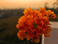 Bengal Orange Variegated Bougainvillea Starter Plant | Well-Rooted Plug