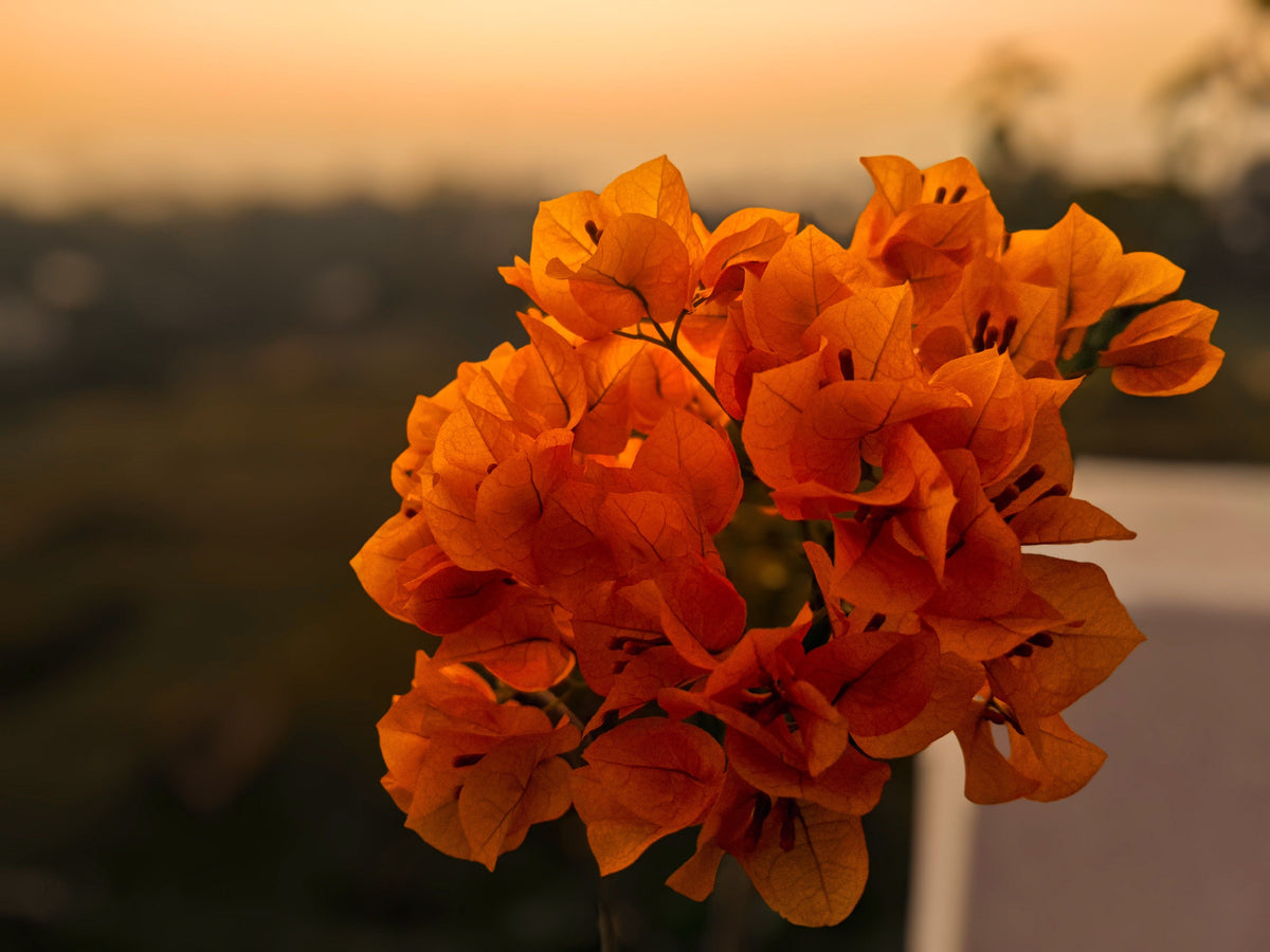 Bengal Orange Variegated Bougainvillea Starter Plant | Well-Rooted Plug