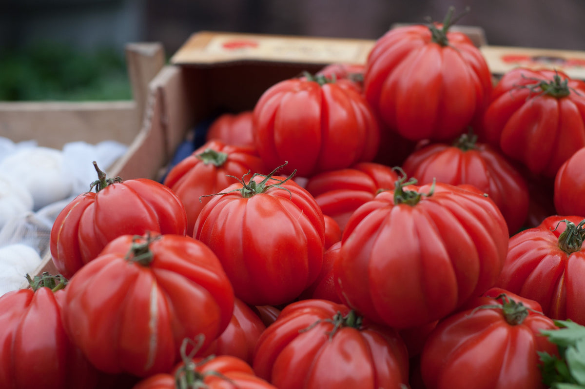 Beefsteak Tomato Live Plants – Lot of 2, 6–10 Inches Tall, 60+ Days Old