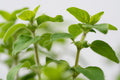 Italian Oregano Live Plant (Origanum vulgare subsp. hirtum) | Culinary Herb