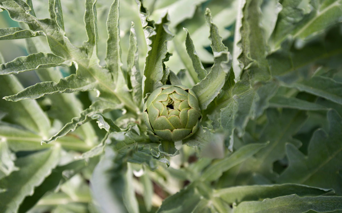 Artichoke Live Plant Starter: Cynara cardunculus var. scolymus Seedling (4–6 in)