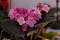 Pink African Violet Live Plant - Saintpaulia Hybrid, 2-Inch Mini Pot