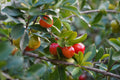Barbados Acerola Cherry Live Plant Malpighia emarginata – Well Established Starter Plant