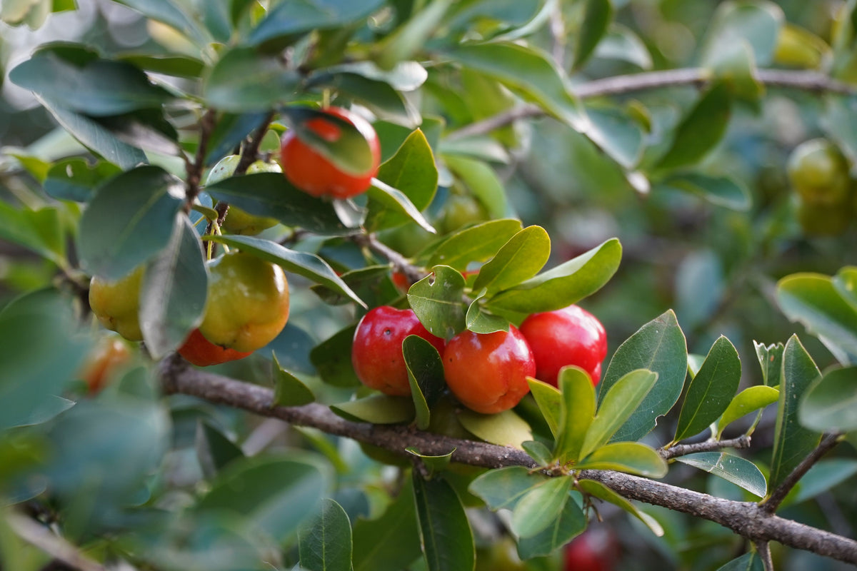 Barbados Acerola Cherry Live Plant Malpighia emarginata – Well Established Starter Plant