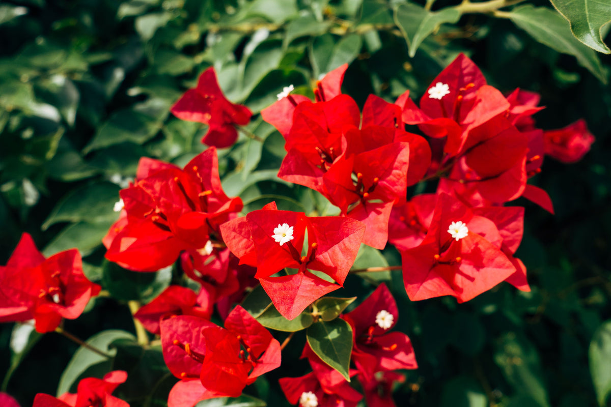 San Diego Red Bougainvillea Starter Plant - Well-Rooted Plug