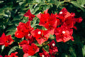 Ruby Bougainvillea Live Rooted Starter Plug Plant – 1 Plant