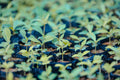 Pecan Tree Seedlings (Carya illinoinensis) – 5 Live Seedlings, ~8" Tall