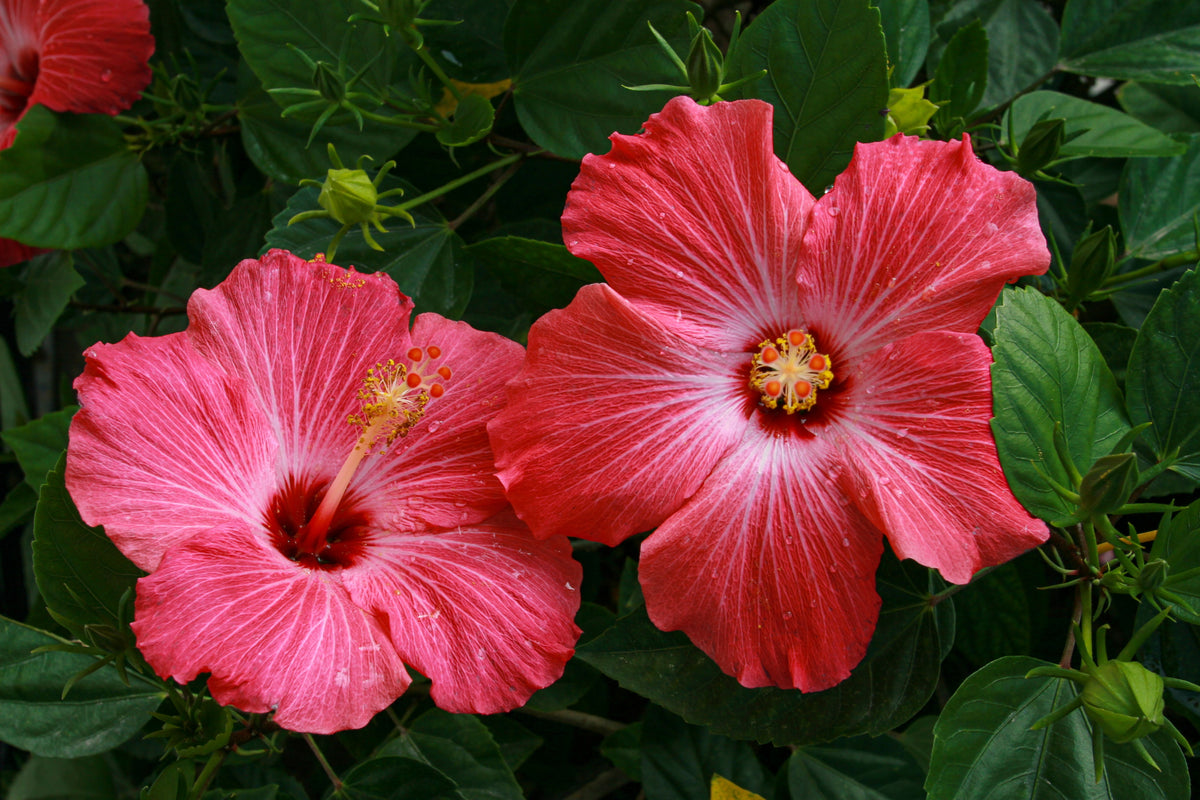 Madagascar Hibiscus Moscheutos Starter Plant | 3–5 in Rooted Live Plant