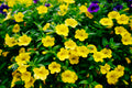 Trailing Yellow Million Bells Calibrachoa Hybrid 4-Inch Pot | Live Plant
