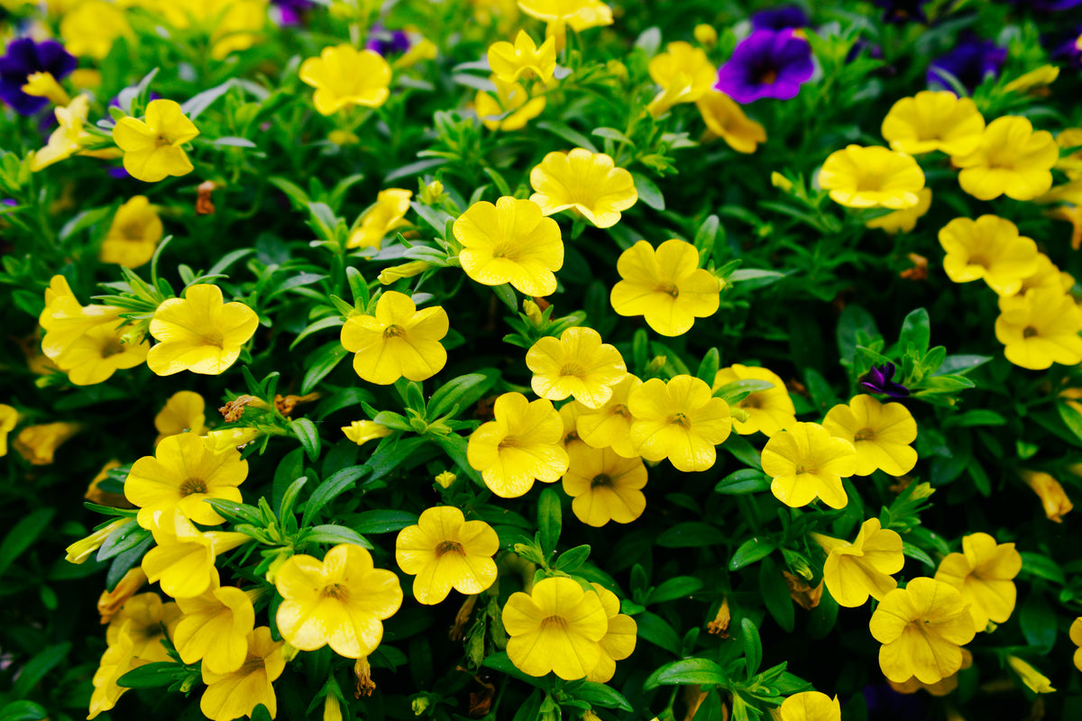 Trailing Yellow Million Bells Calibrachoa Hybrid 4-Inch Pot | Live Plant