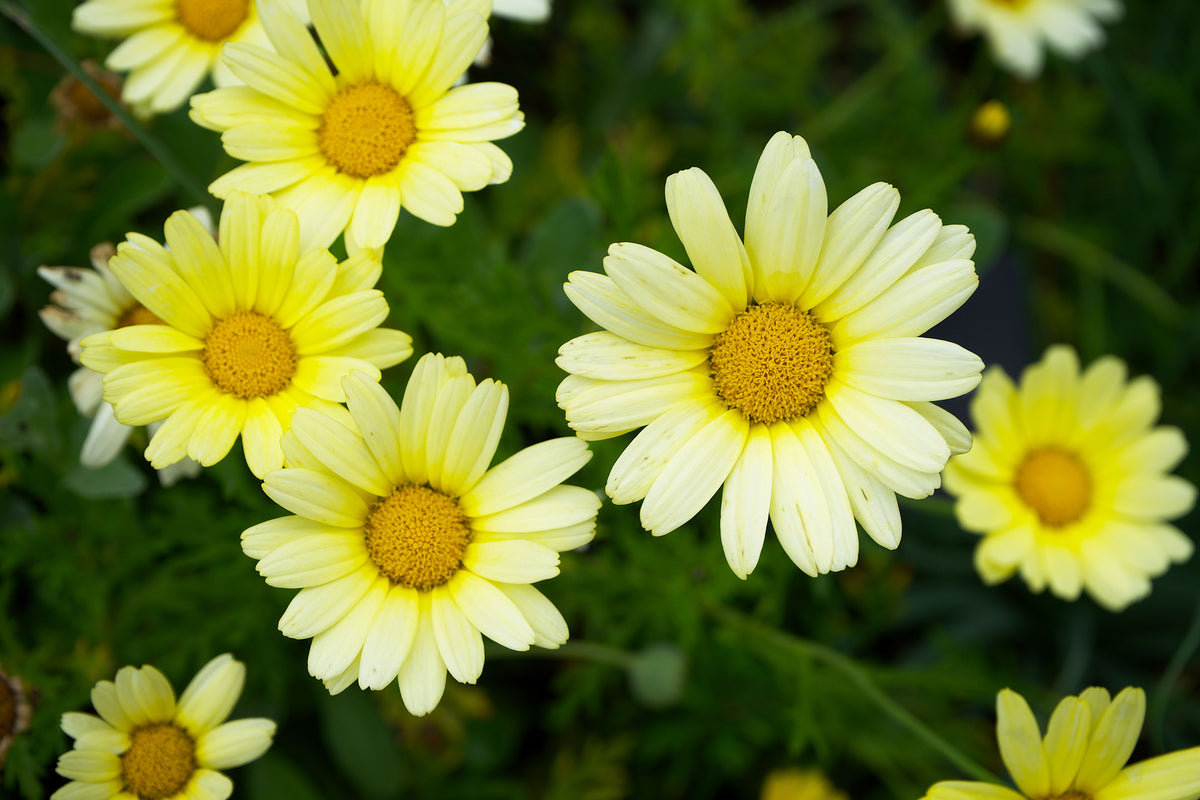 Banana Cream Daisy Live Plants – 3 Perennial Plants, Creamy Yellow Blooms