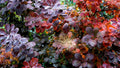 Royal Purple Smokebush Live Plant - Cotinus coggygria (1-Quart Grow Bag)