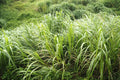 12 Live Lemongrass Plants Cymbopogon citratus – 8–12 Inches Tall at Shipping