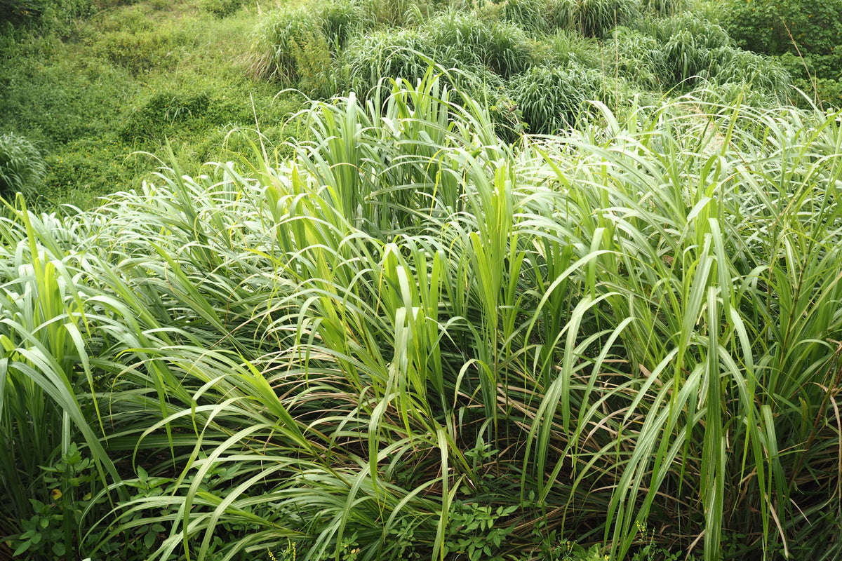 12 Live Lemongrass Plants Cymbopogon citratus – 8–12 Inches Tall at Shipping