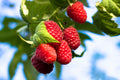 Jaclyn Everbearing Red Raspberry Starter Plant | Rubus idaeus | Zones 3-8