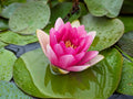 Red Hardy Water Lily Tubers - Live Aquatic Plant for Ponds & Water Gardens