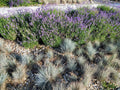 Blue Fescue Elijah Blue Live Starter Plant (Festuca glauca 'Elijah Blue')