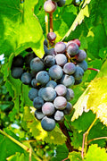 Delicious Muscadine Grape Vine Starter Plug (Vitis rotundifolia) – 3–4 Inches