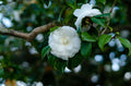 Miss Biloxi Camellia Live Starter Plant | Camellia japonica