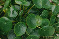 Chinese Money Plant Live Houseplant (Pilea peperomioides) — 2-Inch Pot