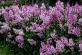 Dwarf Korean Lilac Live Plant (Syringa meyeri 'Palibin') - 3.5-Inch Pot