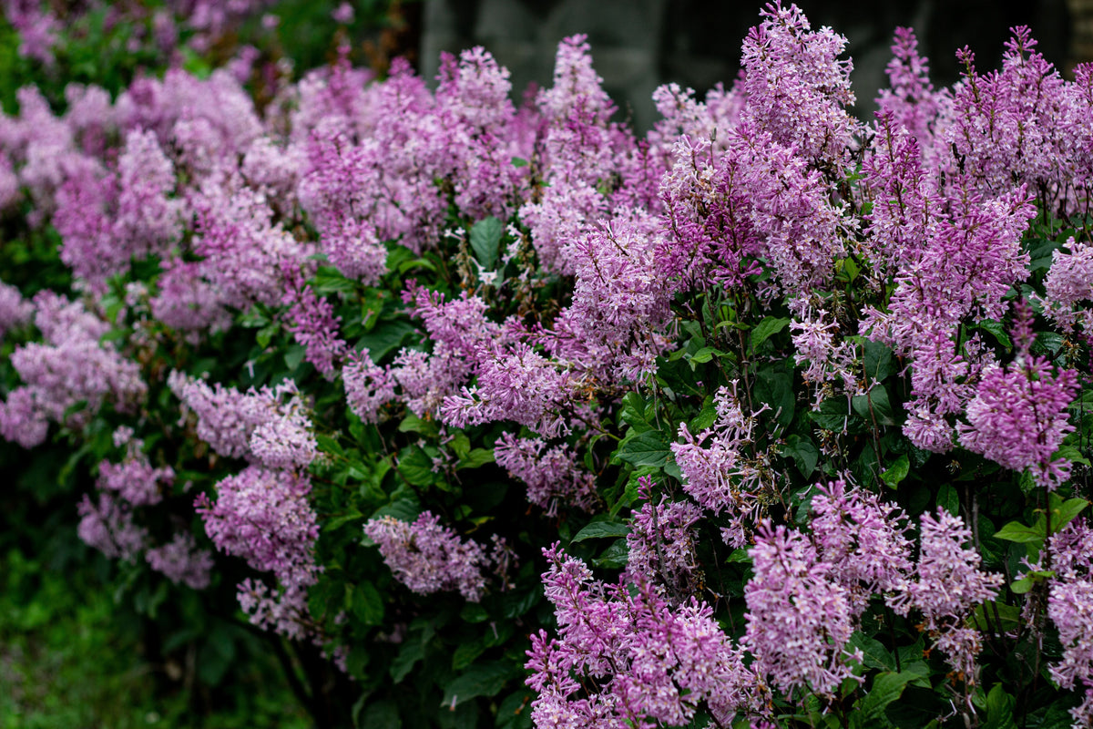 Dwarf Korean Lilac Live Plant (Syringa meyeri 'Palibin') - 3.5-Inch Pot