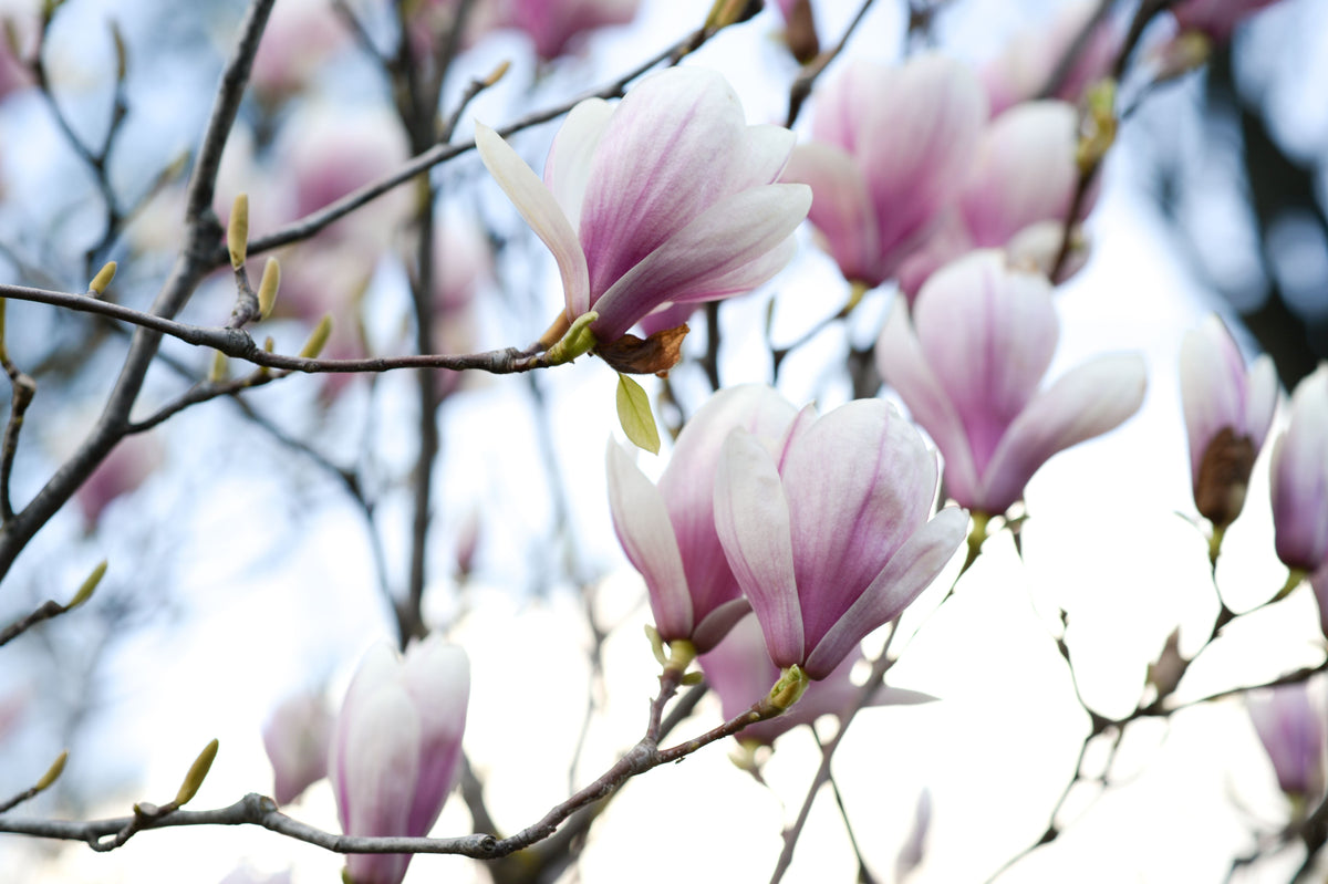 Saucer Magnolia Live Plant in 1 Gallon Pot | Magnolia × soulangeana