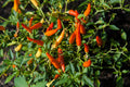 Pequin Mexican Chili Pepper Live Plants - Lot of 3 | Capsicum annuum
