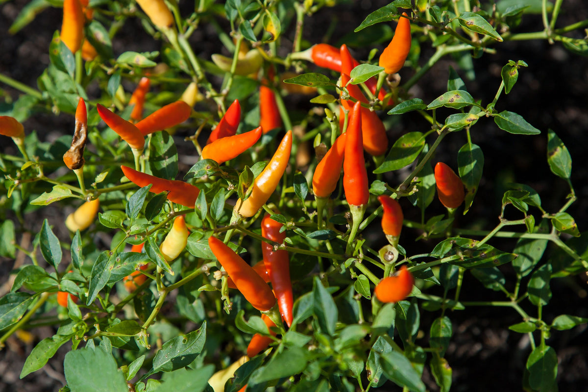 Pequin Mexican Chili Pepper Live Plants - Lot of 3 | Capsicum annuum
