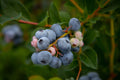 Sunshine Blue Blueberry Live Plant (Vaccinium corymbosum) - Semi-Dwarf, 1-Quart Grow Bag