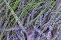 Lavender Grosso Live Plant | Lavandula × intermedia 'Grosso' in 2.5" Pot